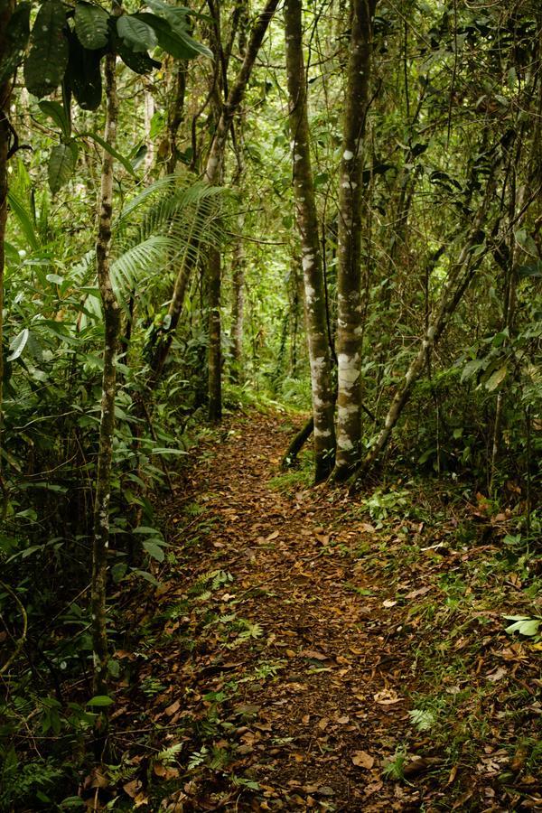 La Anita Rain Forest Colonia Dos Ríos エクステリア 写真